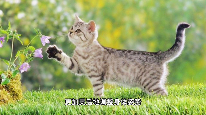貓咪最新破解，探索貓咪世界的奧秘與魅力