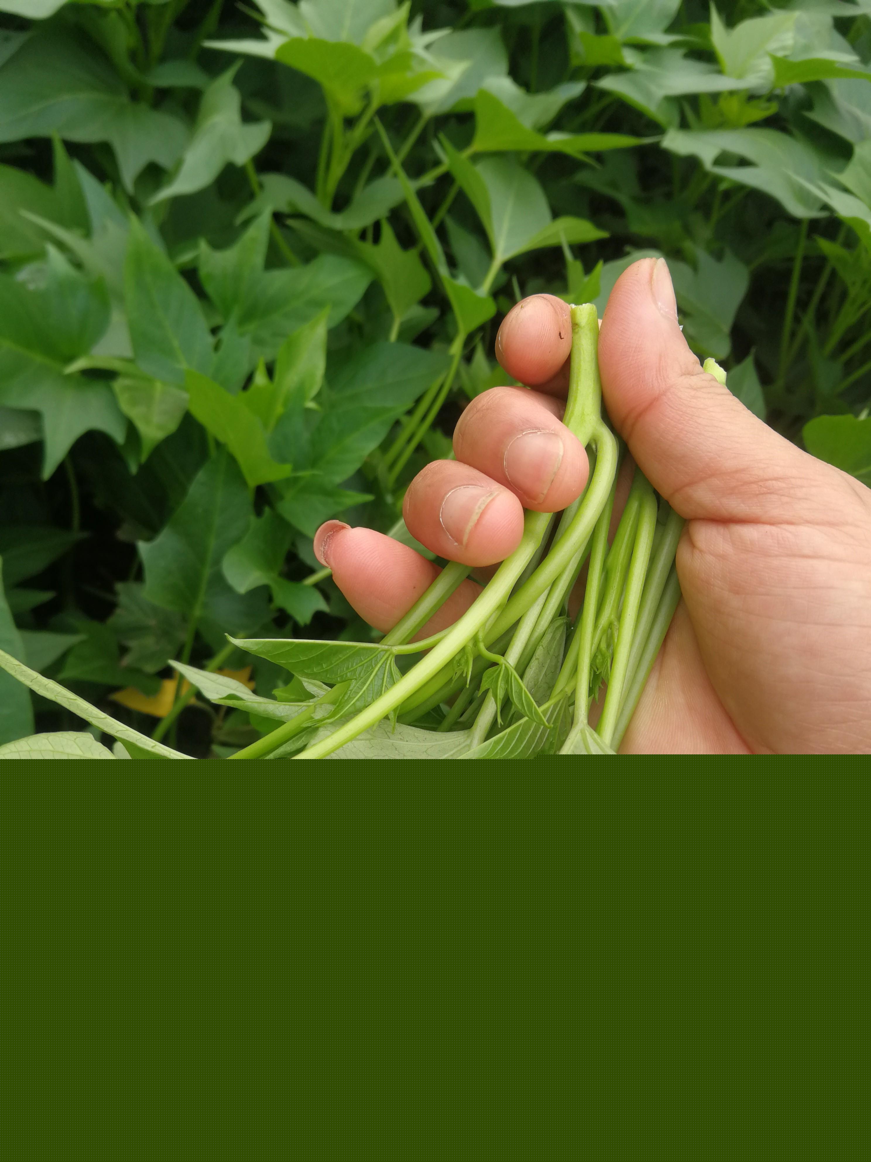 紅薯價(jià)格最新行情分析