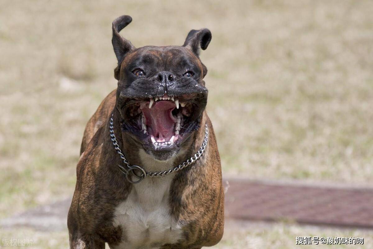 惡犬最新磁力,惡犬最新磁力，探索背后的真相與應(yīng)對之道