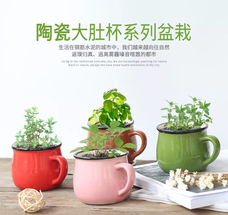 最新盆栽杯,最新盆栽杯，時(shí)尚與生態(tài)的融合