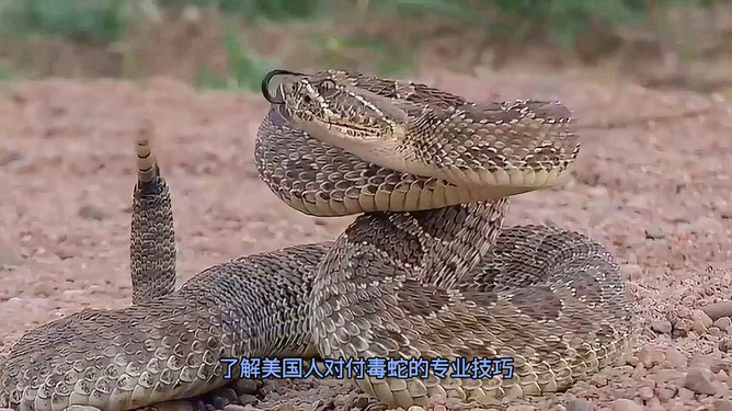 最新毒蜘蛛,最新毒蜘蛛，揭秘與應(yīng)對(duì)