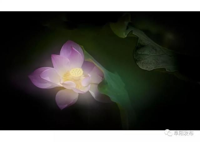 夏詩文最新,夏詩文的最新風(fēng)采，詩意與才華的綻放