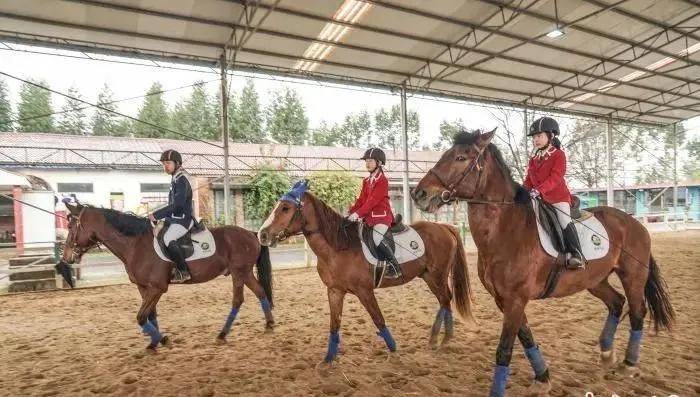 最新馬會報,最新馬會報告，探索馬術運動的新時代